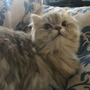 Meet your Posher, Brigid